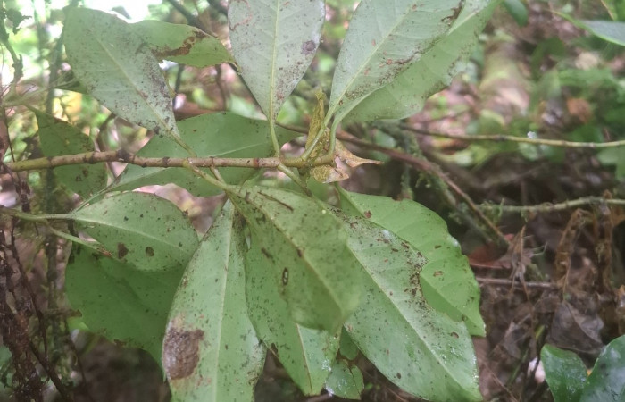 Envés de hojas de <i>Chrysochlamys glauca</i> (Clusiaceae). Sector San Cristóbal, Melina Bufalo. Foto Elda Araya Martínez
