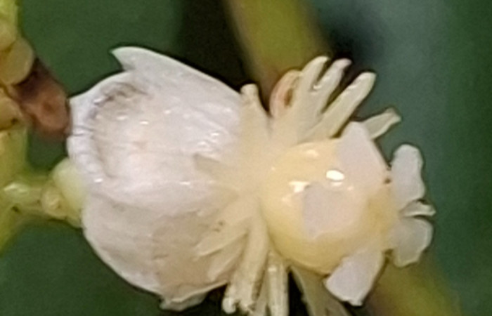  Flor de <i>Chrysochlamys glauca</i> (Clusiaceae). Sector San Cristóbal, Melina Bufalo. Foto Elda Araya Martínez
