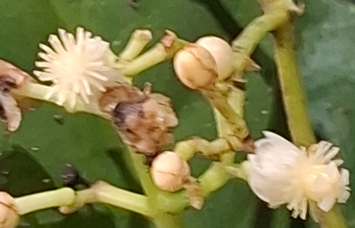  Flores y botones florales de <i>Chrysochlamys glauca</i> (Clusiaceae). Sector San Cristóbal, Melina Bufalo. Foto Elda Araya Martínez