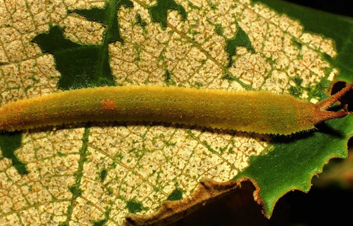Figura 11. Larva [I]Macrosoma conifera[/I], Hedylidae, vista lateral. (00-SRNP-15830-DHJ55797.