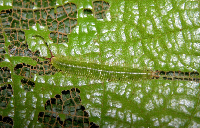Figura 5. Larva [I]Macrosoma[/I] tipulataDHJ02 Hedylidae, vista dorsal. (03-SRNP-9815-DHJ402232.