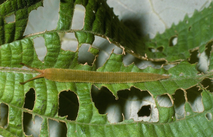 Figura 12. Larva [I]Macrosoma conifera[/I], Hedylidae, vista dorsal. (04-SRNP-41974-DHJ87094