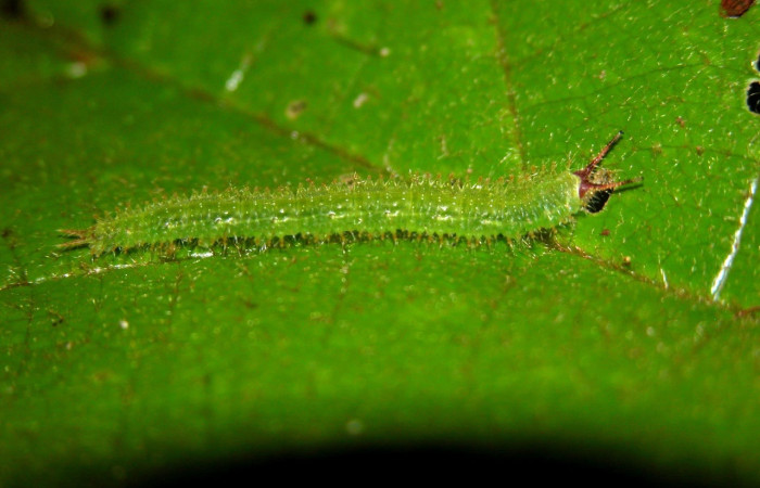 Figura 6. Larva [I]Macrosoma[/I] tipulataDHJ02 Hedylidae, vista lateral. (05-SRNP-21249-DHJ403517