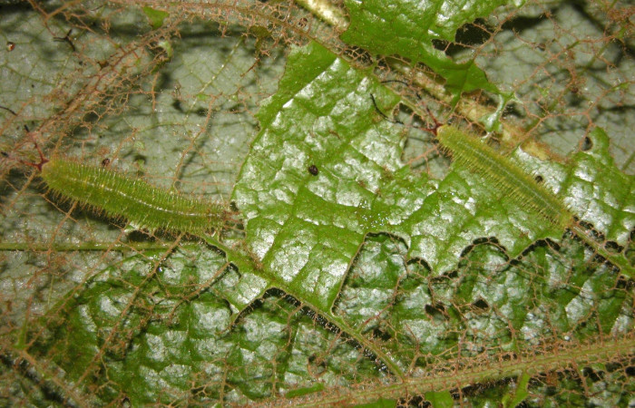 Figura 7. Larva [I]Macrosoma[/I] tipulataDHJ02, Hedylidae, vista dorsal. (05-SRNP-21249-DHJ403518.