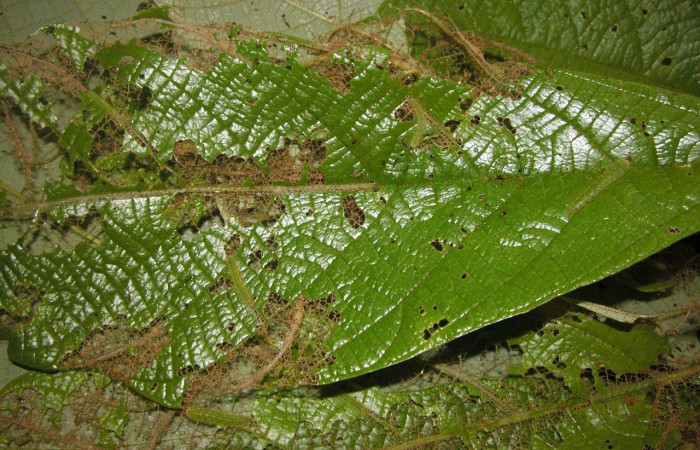 Figura 8. Larva [I]Macrosoma[/I] tipulataDHJ02, Hedylidae, vista dorsal en grupo. (05-SRNP-21249-DHJ403524.
