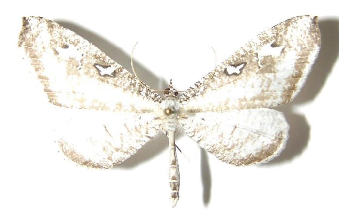 Figura 1. Adulto de [I]Macrosoma[/I] tipulataDHJ02 (macho), vista dorsal. (05-SRNP-21270-DHJ331760.  