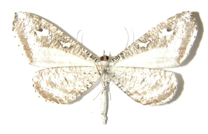 Figura 2. Adulto de [I]Macrosoma[/I] tipulataDHJ02 (macho), vista ventral. (05-SRNP-21270-DHJ331761.