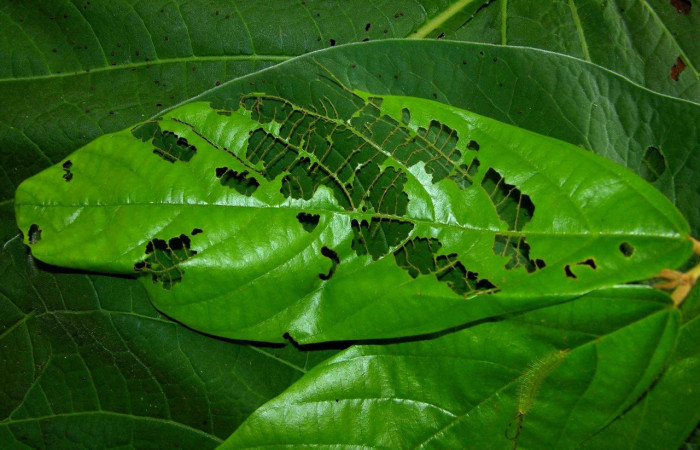 Figura 10. Larva [I]Macrosoma[/I] tipulataDHJ01, Hedylidae, vista dorsal. (05-SRNP-31298-DHJ404028.
