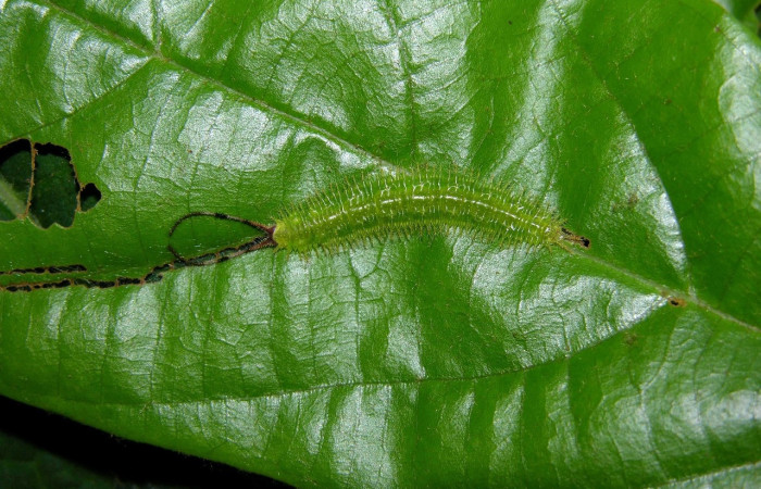 Figura 9. Larva [I]Macrosoma[/I] tipulataDHJ01, Hedylidae, vista dorsal. (05-SRNP-31298-DHJ404030.