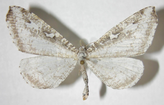 Figura 3. Adulto de [I]Macrosoma[/I] tipulataDHJ02 (hembra), vista dorsal. (06-SRNP-32398-DHJ349606.