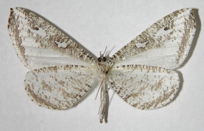 Figura 4. Adulto de [I]Macrosoma[/I] tipulataDHJ02(hembra), vista ventral. (06-SRNP-32402-DHJ349611.
