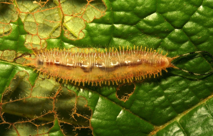 Figura 13. Prepupa de  [I]Macrosoma[/I] tipulataDHJ02, Hedylidae, vista dorsal. (12-SRNP-30579-DHJ485402.