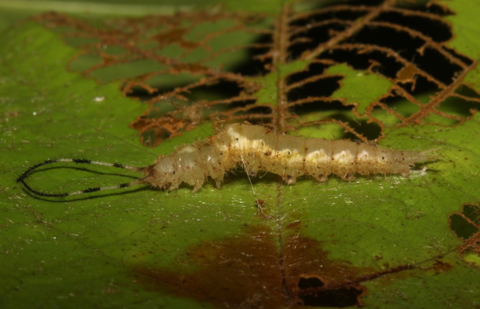 Figura 14. Prepupa de  [I]Macrosoma[/I] tipulataDHJ02, Hedylidae, vista lateral. (14-SRNP-30943-DHJ721073.
