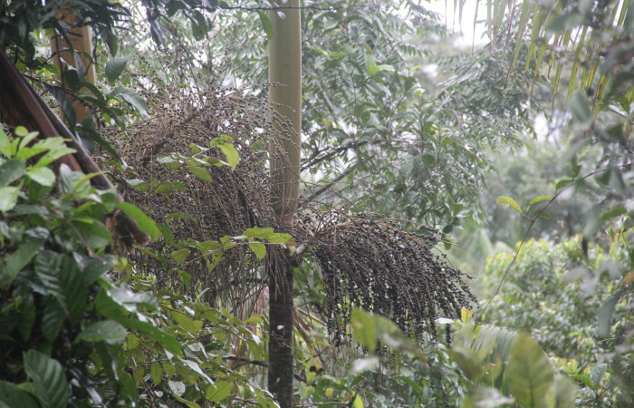 Figura 9. Frutos de <i>Euterpe precatoria</i>   Familia (Arecaceae). Foto Pablo Umaña 18 ago 2026 en Estación Biológica Caribe.