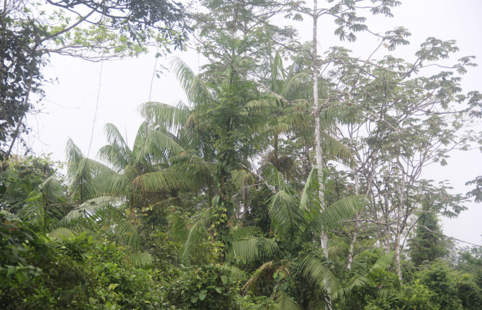 Figura 1.<i>Euterpe precatoria</i>   Familia (Arecaceae). Foto Pablo Umaña 18 ago 2026 en Estación Biológica Caribe.