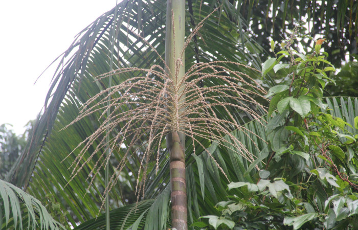 Figura 8. Flores de <i>Euterpe precatoria</i>   Familia (Arecaceae). Foto Pablo Umaña 18 ago 2026 en Estación Biológica Caribe.