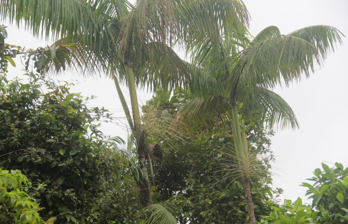 Figura 7. Flores de <i>Euterpe precatoria</i>   Familia (Arecaceae). Foto Pablo Umaña 18 ago 2026 en Estación Biológica Caribe.