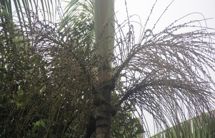 Figura 10. Frutos de <i>Euterpe precatoria</i>   Familia (Arecaceae). Foto Pablo Umaña 18 ago 2026 en Estación Biológica Caribe.