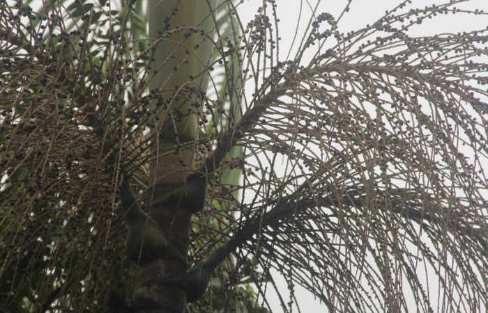 Figura 11. Semillas de <i>Euterpe precatoria</i>   Familia (Arecaceae). Foto Pablo Umaña 18 ago 2026 en Estación Biológica Caribe.