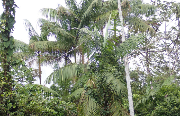 Figura 2. <i>Euterpe precatoria</i>   Familia (Arecaceae). Foto Pablo Umaña 18 ago 2026 en Estación Biológica Caribe.