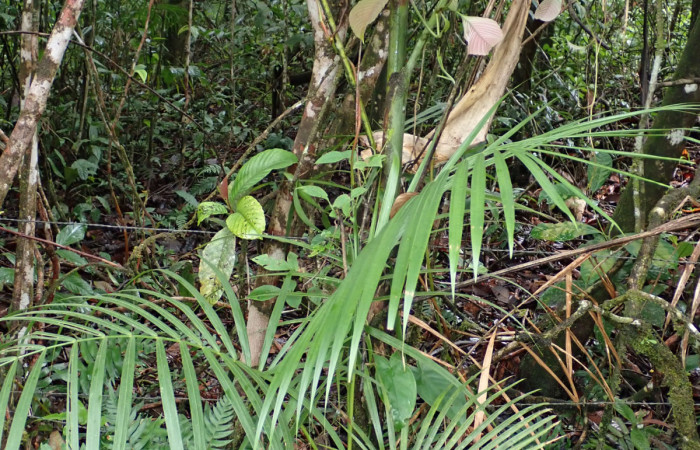 Figura 6. Hoja de <i>Euterpe precatoria</i>   Familia (Arecaceae). Foto Pablo Umaña 18 ago 2026 en Estación Biológica Caribe.