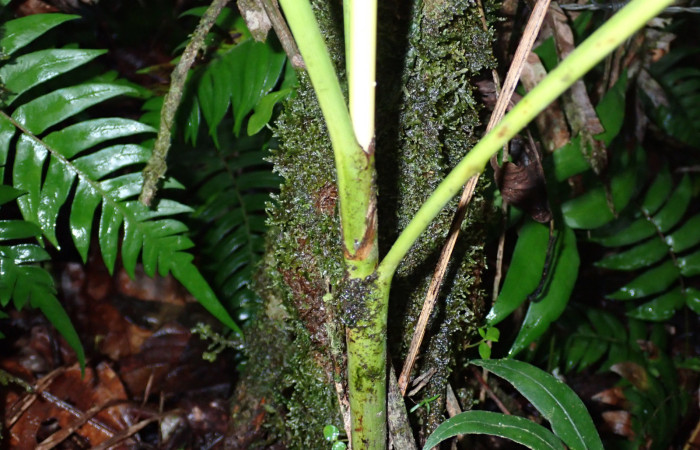 Figura 5. Hoja de <i>Euterpe precatoria</i>   Familia (Arecaceae). Foto Pablo Umaña 18 ago 2026 en Estación Biológica Caribe.