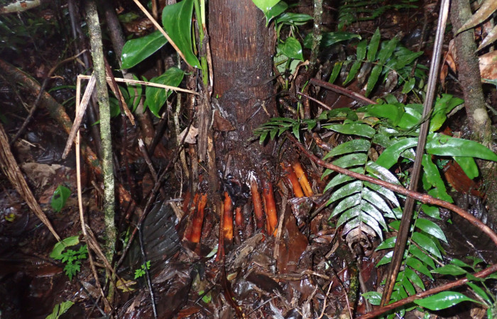Figura 3. Raíces de  <i>Euterpe precatoria</i>   Familia (Arecaceae). Foto Pablo Umaña 18 ago 2026 en Estación Biológica Caribe.