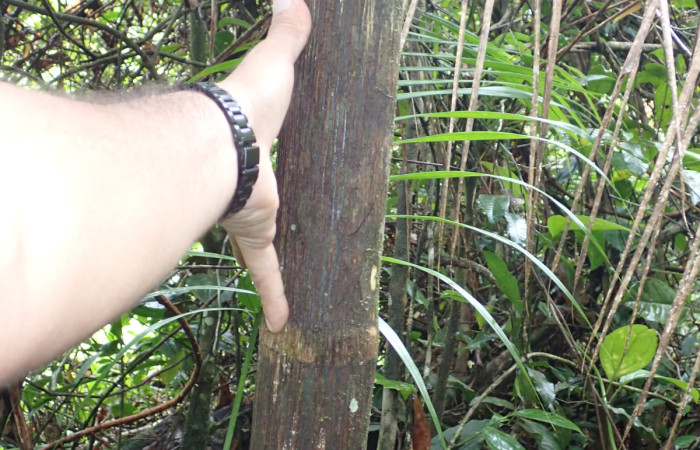 Figura 4. Tallo de  <i>Euterpe precatoria</i>   Familia (Arecaceae). Foto Pablo Umaña 18 ago 2026 en Estación Biológica Caribe.