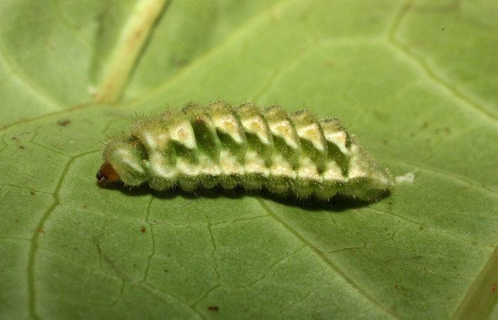 Figura 2 Larva <i>Gargina thyesta</i>: Familia Lycaenidae lateral entero, ultimo estadio con 16 mm de largo. Sector Cacao.   Voucher 12-SRNP-35396-DHJ490175.jpg