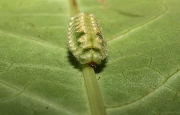 Figura 3 Larva <i>Gargina thyesta</i>: Familia Lycaenidae lateral entero, ultimo estadio con 16 mm de largo Sector Cacao.   Voucher 12-SRNP-35396-DHJ490177.jpg