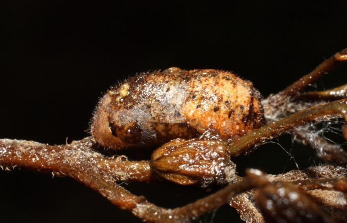 Figura 6 Pupa <i>Gargina thyesta</i>: Familia Lycaenidae lateral entero, ultimo estadio con 11 mm de largo. Sector Cacao.   Voucher 12-SRNP-35396-DHJ490179.jpg