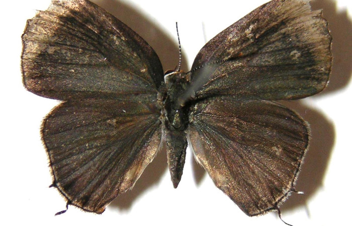 Figura 9 Adulto <i>Gargina thyesta</i>, Familia Lycaenidae vista dorsal, con 21 mm en alas abiertas, (Hembra)  Voucher 97-SRNP-4721-DHJ363054