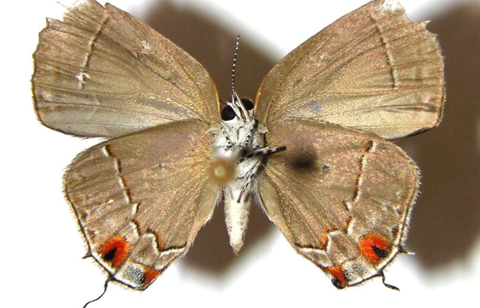 Figura 8 Adulto <i>Gargina thyesta</i>, Familia Lycaenidae vista ventral, con 21 mm en alas abiertas, (Hembra)  Voucher 97-SRNP-4721-DHJ363055