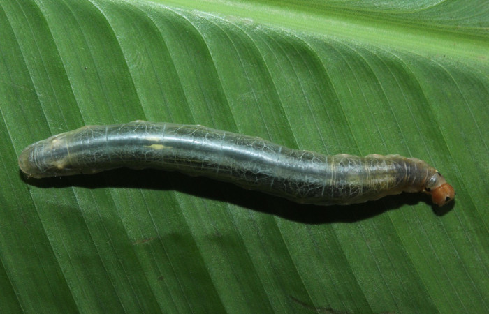  Larva en posición dorsal de <i>Calpodes ethlius </i>(Hesperiidae), U estadio. Sector Pitilla Quebradora. Voucher 16-SRNP-71086-DHJ733146.jpg.