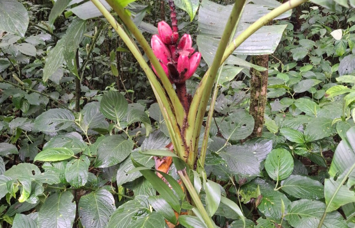  Hábitat de <i>Musa velutina</i> ((Musaceae). Sector San Cristóbal, Sendero a San Cristóbal. Foto Elda Araya Martínez
