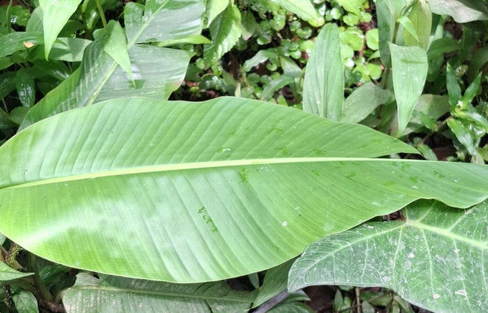  Haz de hoja de <i>Musa velutina</i> ((Musaceae). Sector San Cristóbal, Sendero a San Cristóbal. Foto Elda Araya Martínez