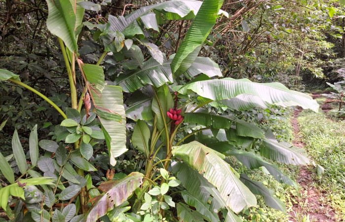 Frutos de <i>Musa velutina</i> ((Musaceae). Sector San Cristóbal, Sendero a San Cristóbal. Foto Elda Araya Martínez