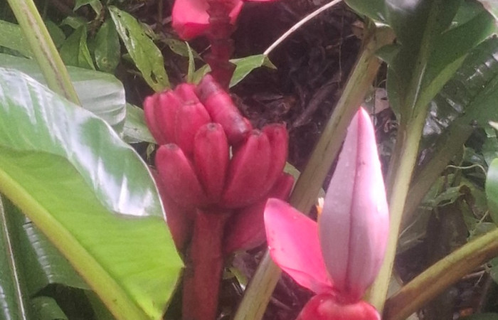 Flores de <i>Musa velutina</i> ((Musaceae). Sector San Cristóbal, Sendero a San Cristóbal. Foto Elda Araya Martínez
