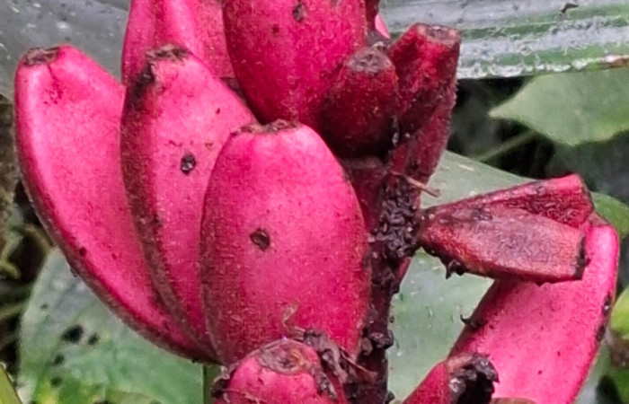 Frutos de <i>Musa velutina</i> ((Musaceae). Sector San Cristóbal, Sendero a San Cristóbal. Foto Elda Araya Martínez
