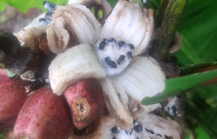 Frutos abierto de <i>Musa velutina</i> ((Musaceae). Sector San Cristóbal, Sendero a San Cristóbal. Foto Elda Araya Martínez