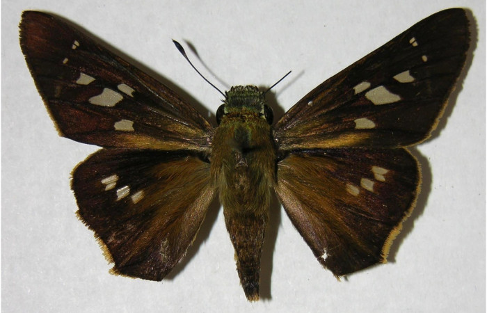 Figura 15. Adulto en posición dorsal de <i>Calpodes ethlius</i>(Hesperiidae). Brasilia, El Ensayo. Voucher 07-SRNP-65128-DHJ374948.