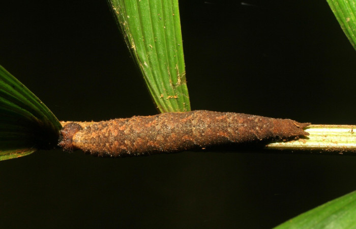Larva en posición dorsal de <i>Pierella incanescens</i> (Nymphalidae), U estadio. Sector Rincon Rain Forest, Conguera. Voucher 06-SRNP-44088-DHJ417455.jpg.