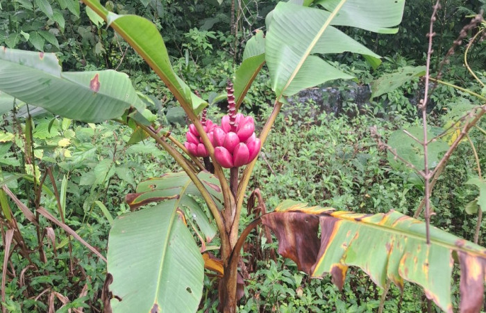 Hábitat de <i>Musa velutina</i> ((Musaceae). Sector San Cristóbal, Sendero a San Cristóbal. Foto Elda Araya Martínez