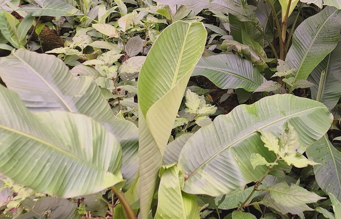 Hoja enrollada de <i>Musa velutina</i> ((Musaceae). Sector San Cristóbal, Sendero a San Cristóbal. Foto Elda Araya Martínez