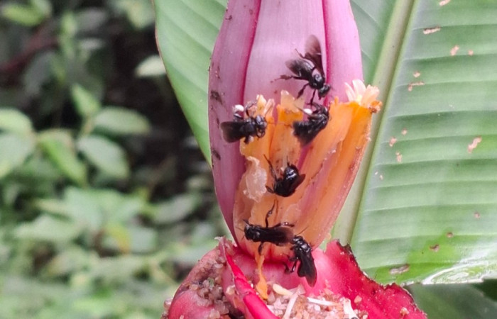 Flores de <i>Musa velutina</i> ((Musaceae). Sector San Cristóbal, Sendero a San Cristóbal. Foto Elda Araya Martínez