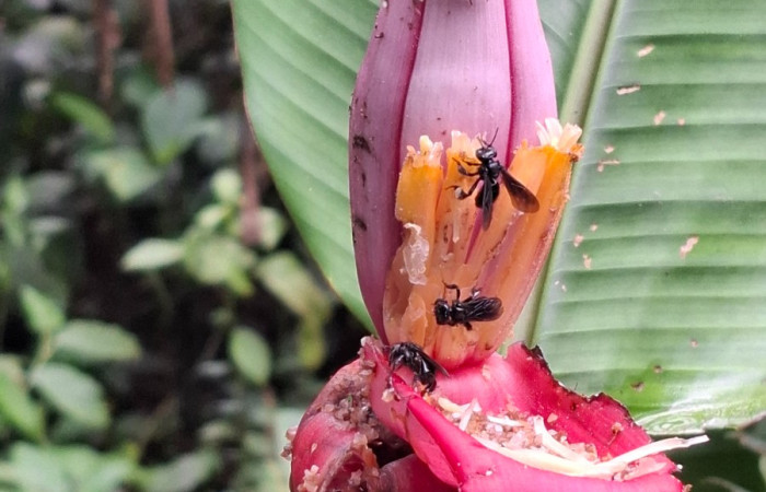 Flores de <i>Musa velutina</i> ((Musaceae). Sector San Cristóbal, Sendero a San Cristóbal. Foto Elda Araya Martínez