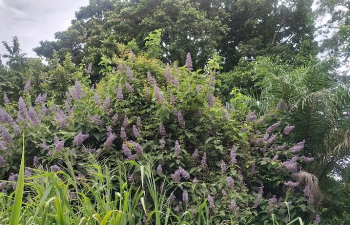 Fig.1 Planta con flores, <i>Cornutia pyramidata</i>, (Lamiaceae), Sector El Hacha, Los Inocentes, 24 Agosto 2026, Elieth Cantillano.