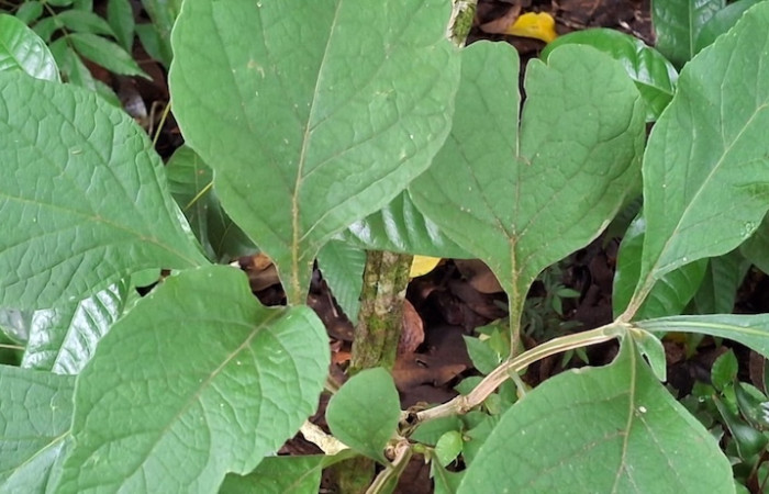 Fig.2 planta con follaje de hoja <i>Cornutia pyramidata</i>, (Lamiaceae), ramita de tallo cuadrangular, Sector El Hacha, Los Inocentes, 24 Agosto 2026, Elieth Cantillano.