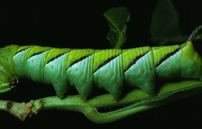 Fig.3 Larva <i>Manduca dilucida</i>, (Sphingidae), mostrando su posición lateral entero, último estadío, Se alimenta <i>Cornutia pyramidata</i>, (Lamiaceae). Voucher: 84-SRNP-938-DHJ7784.jpg.