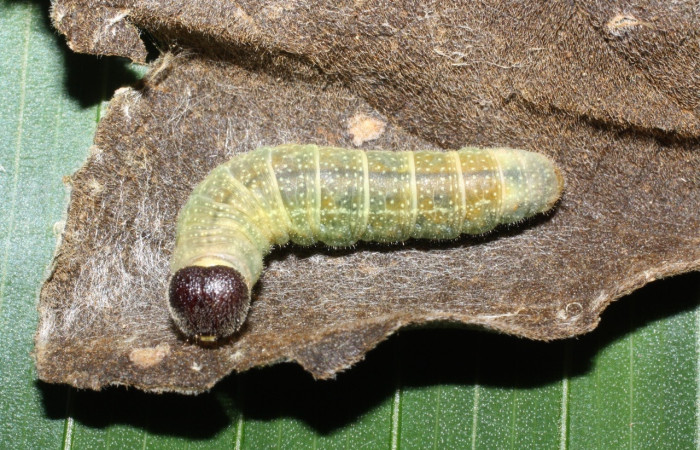 Fig.4 Larva <i>Noctuana stator</i>, (Hesperiidae), mostrando su posición dorsal entero, último estadío, Se alimenta <i>Cornutia pyramidata</i>, (Lamiaceae). Voucher: 12-SRNP-21501-DHJ493305.jpg.